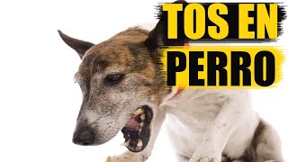 Tos en perro sintomas causas y tratamiento