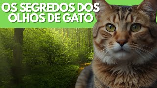 Os Segredos dos Olhos de Gato: O Que Eles Revelam Sobre o Seu Felino? #gatos #pets