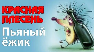 Красная Плесень - Пьяный ежик | Лучшие песни