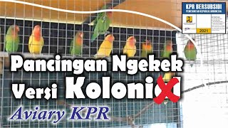 LOVEBIRD  KANDANG KOLONI SUBSIDI KPR BTN PANCINGAN GACOR LOVEBIRD NGEKEK . COLONY AVIARY LOVEBIRD