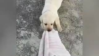 Labrador dog - PLAY TIME OF  MILO!!🐶