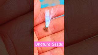 Dhatura Seeds