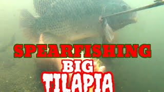 Spearfishing Big Tilapia in the Beautifull River | Best Moment Spearfishing 2021