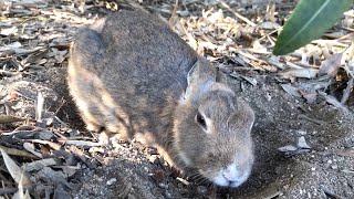 The rabbit that keeps melting away