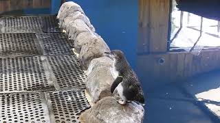 Fairy Penguins at SeaLife!