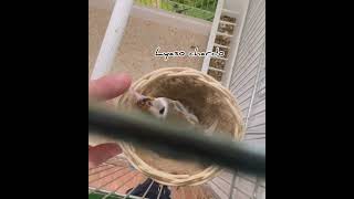 حسون شوتشي الإيطالي chardonneretCarduelis Cardellino _tschus