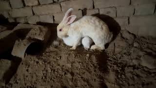 Female Rabbit Feeding Her Baby & Husband Together, Rabbit Farming, Desi Rabbit