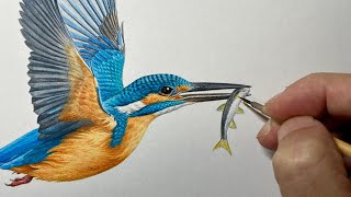 【カワセミを描く】Paint a Kingfisher / Time lapse 59