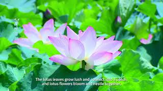 A glimpse of picturesque lotus flowers in summer.