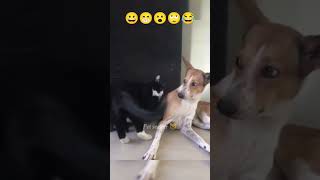 Rude cat slapped innocent dog 🐕 | innocent dog slapped by rude cat 😺| funny cats and dogs shorts 😂😋😮