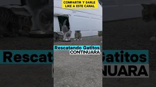 Rescatando Bebes Gatitos Callejeros /🐱🐈🐱🐈 Continuara