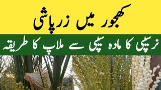 Date Palm Pollination Method | AGRICULTURE WORLD