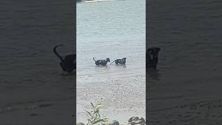 Dua ekor Anjing sangat pandai mandi air laut #shortsvideo