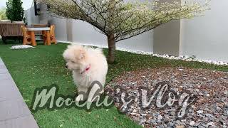 【Moochi’s Vlog】I can’t find where is Moochi The Pomapoo hiding.