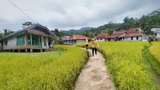 Waw😍😍.Inilah Kampung Terindah Di Tasikmalaya Sodonghilir.Bikin Ketagihan.Pedesaan Jawabarat