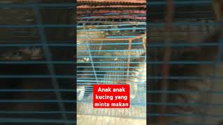 Anak anak kucing pada kelaparan#shortsviral #shortvideos #cat