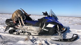 ПОРВАЛИ ОТАРУ ОВЕЦ! ПЕРЕВЕРНУЛСЯ, ДОГНАЛ, ШЛЕПНУЛ С ОБРЕЗА! охота на волков hunting wolves