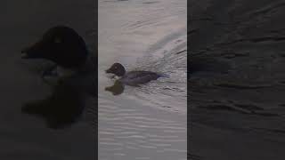 Common Goldeneye