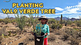 How to plant valo Verde tree from  seed