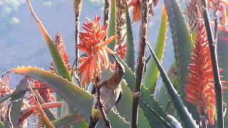 Gurney's Sugarbird feeding on Aloe ferrox