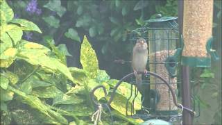 House Sparrow Fledgling 2015