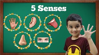 5 Senses | Preschool Kids Learning | Two Bunnies