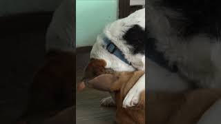 Dog Chewing On  Dogs Face #shorts