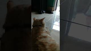 habis mandi malah emosi #shorts #cat #catlovers