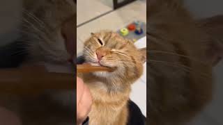 cat funny video #funnyshorts #funny #meme #shortvideo #messi #funnyclip #animalfunny #corgi  #cat