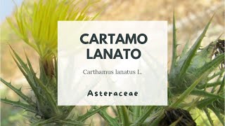 CARTAMO LANATO - ZAFFERANONE SELVATICO - Carthamus lanatus L. Asteraceae