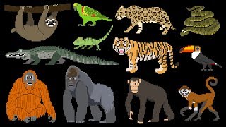 Rainforest Animals - Book Version - Primates, Big Cats, Reptiles & More - The Kids' Picture Show