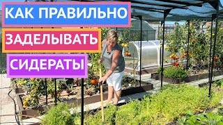 ПОЧЕМУ ВАМ ОБЯЗАТЕЛЬНО НУЖНО ЗАДЕЛАТЬ СИДЕРАТЫ В ПОЧВУ