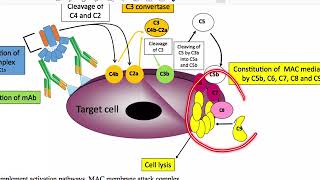 Innate Immunity Introduction and Overview 11 13 2020