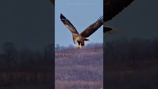 "Majestic White-Tailed Eagle in Flight"#shorts #viral #youtubeshorts #viralshorts#White-Tailed Eagle