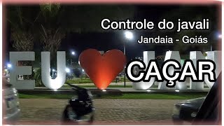 Amo caçar. Mais um controle do javali em jandaia Goiás. Esse javaporco caiu bonito no controle!!