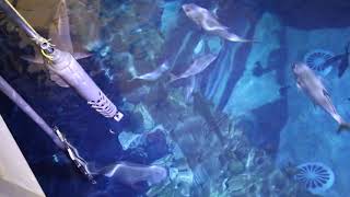 Volunteers Feeding The Grey Reef Sharks | TheDeepHull