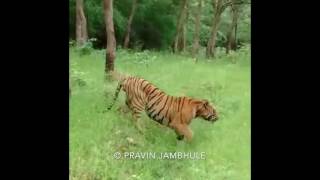 Maya and Matkasur Mating at Tadoba