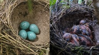 Bird nest update - 4 song thrush chicks from 4 eggs!