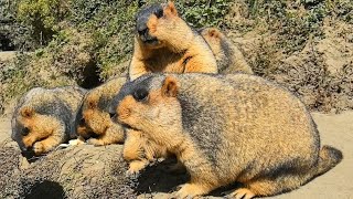 Adorable Chubby Himalayan Marmots Enjoy a Feast!