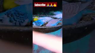 बजरी parrot vlogs my YouTube channel subscrabe🙏🙏