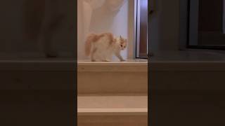 Цыганочка с выходом #shorts #кот #cat