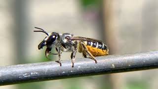 Megachile Bee (Subgenus Chelostomoides) Works Its Jaw