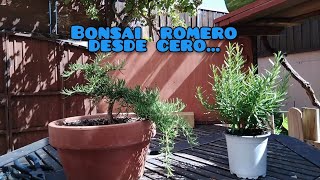 BONSAIS ROMERO DESDE PLANTA DE VIVERO🌞  NUEVOS PROYECTOS🍃BONSAI DESDE CERO🍃🍃🌲.