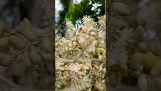 Apis cerana bees looking for nectar and bee pollen #shorts