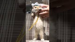 Viral Cute and funny kitten 🐈 🥰😍😘 #shorts #viral      credits to pet supplies