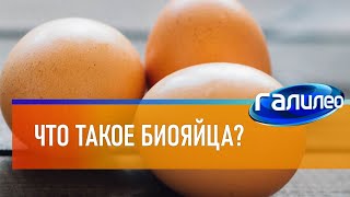 Галилео 🥚 Что такое биояйца?