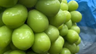 Os cachos de uvas verdes e suculentas