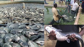 THE BIGGEST FISH FARMING IN GHANA OWNED BY A MEMBER OF THE CHURCH OF PENTECOST