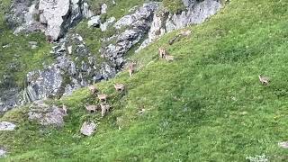 Ibex / Bouquetin  Dam Grande-Dixence  / Barrage Grande-Dixence - Valais - Switzerland - 26.07.2024