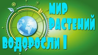 ВОДОРОСЛИ. Мир растений для детей. Низшие растения.